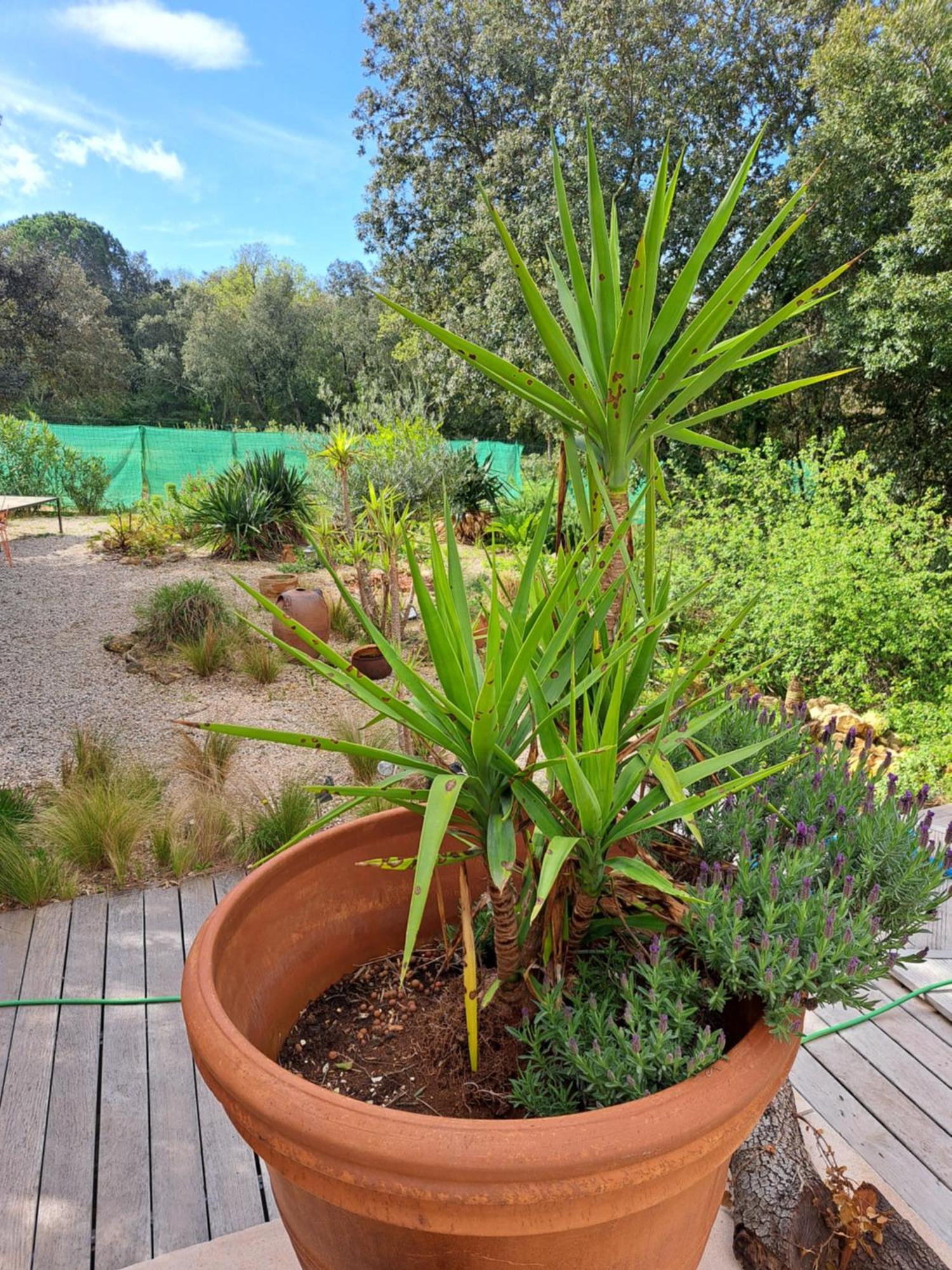Bed and Breakfast Le Calme De La Garrigue Russan Экстерьер фото